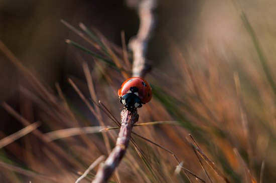 Coccinelle