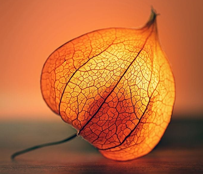 Physalis 2